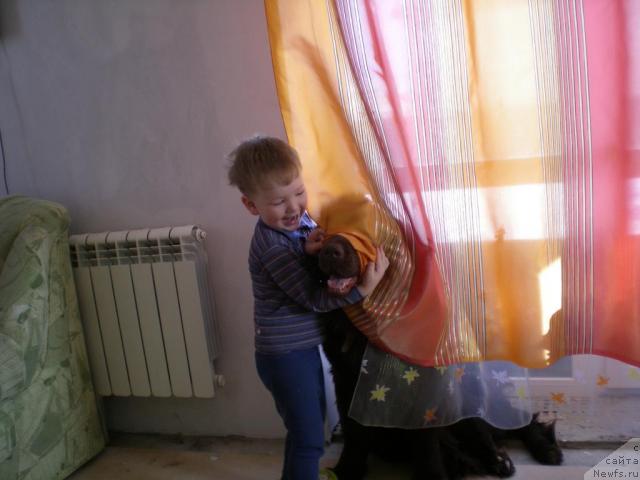 Фото: ньюфаундленд YAntarnaya YAshma Denvera (Янтарная Яшма Денвера)