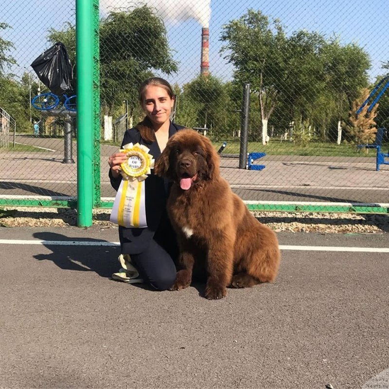 Фото: ньюфаундленд Obush Shed Moskva Zlatoglavaya (Обуш Шед Москва Златоглавая)