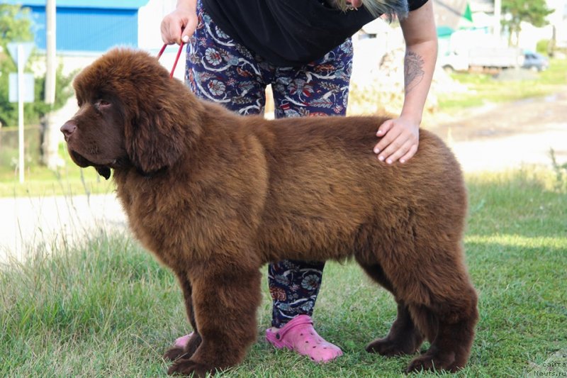 Фото: ньюфаундленд Obush Shed Myod Slashche Yantarya (Обуш Шед Мёд Слаще Янтаря)