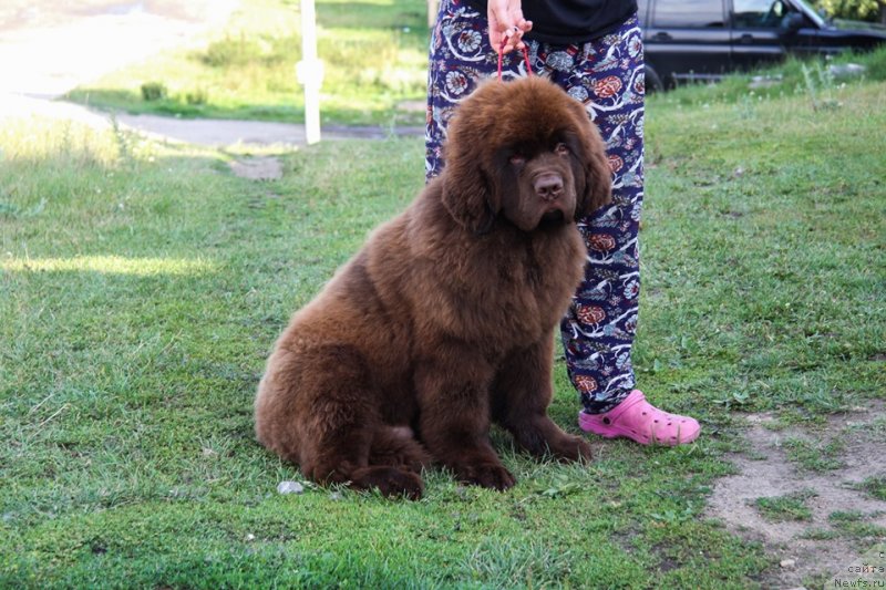 Фото: ньюфаундленд Obush Shed Myod Slashche Yantarya (Обуш Шед Мёд Слаще Янтаря)