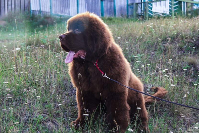 Фото: ньюфаундленд Obush Shed Myod Slashche Yantarya (Обуш Шед Мёд Слаще Янтаря)