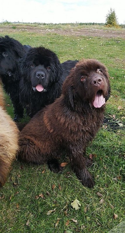 Фото: ньюфаундленд Obush Shed Myod Slashche Yantarya (Обуш Шед Мёд Слаще Янтаря), ньюфаундленд Obush Shed Deutschland (Обуш Шед Дойчленд)