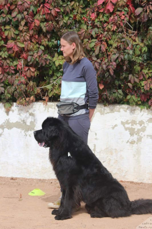 Фото: ньюфаундленд Richchi s Berega Dona (Риччи с Берега Дона), Anastasiya Kireeva (Анастасия Киреева)