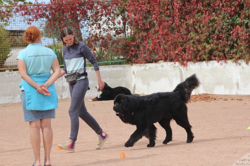 Фото: ньюфаундленд Richchi s Berega Dona (Риччи с Берега Дона), Anastasiya Kireeva (Анастасия Киреева)