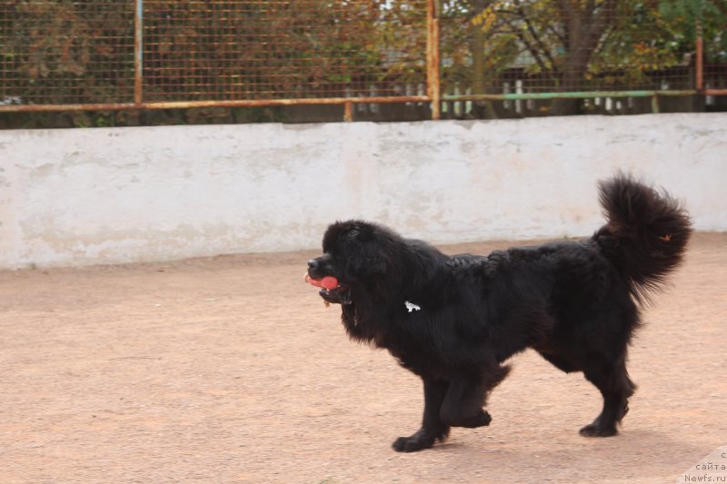Фото: ньюфаундленд Richchi s Berega Dona (Риччи с Берега Дона)