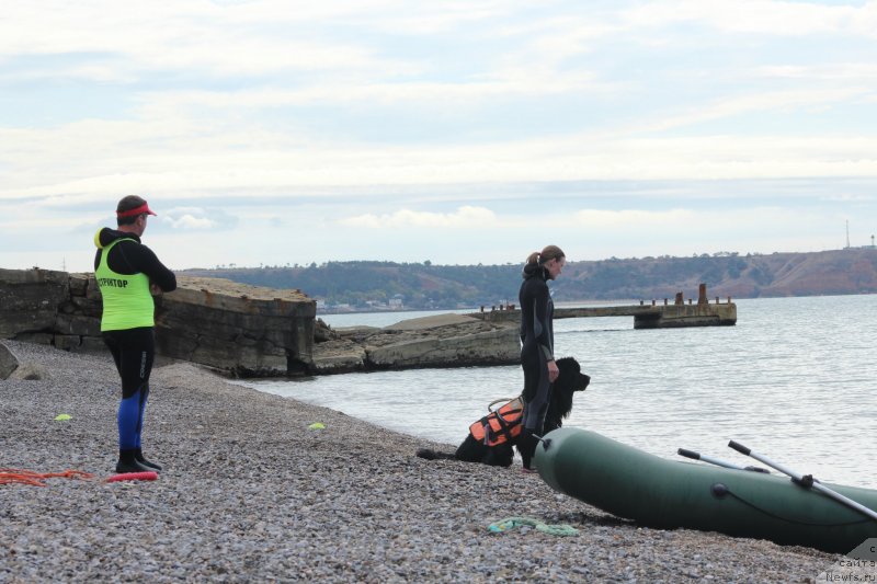 Фото: ньюфаундленд Richchi s Berega Dona (Риччи с Берега Дона), Anastasiya Kireeva (Анастасия Киреева)