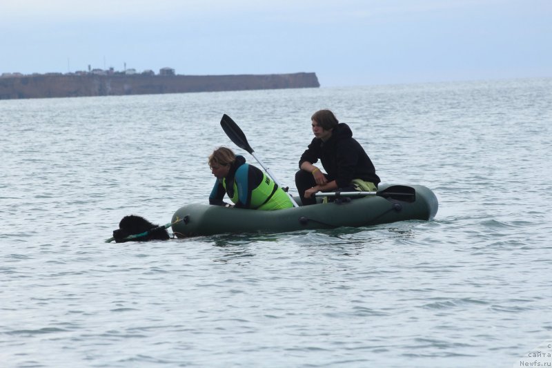 Фото: ньюфаундленд Richchi s Berega Dona (Риччи с Берега Дона)