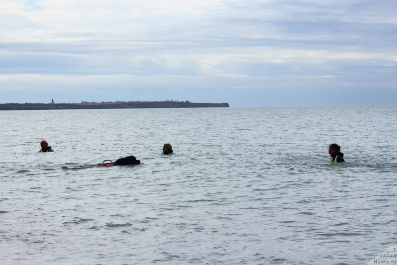 Фото: ньюфаундленд Richchi s Berega Dona (Риччи с Берега Дона)