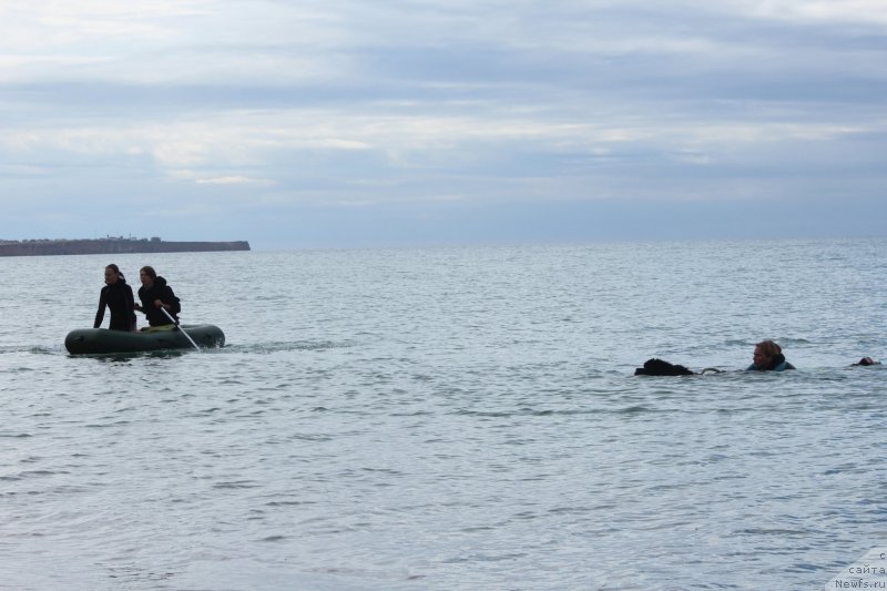 Фото: ньюфаундленд Richchi s Berega Dona (Риччи с Берега Дона), Anastasiya Kireeva (Анастасия Киреева)
