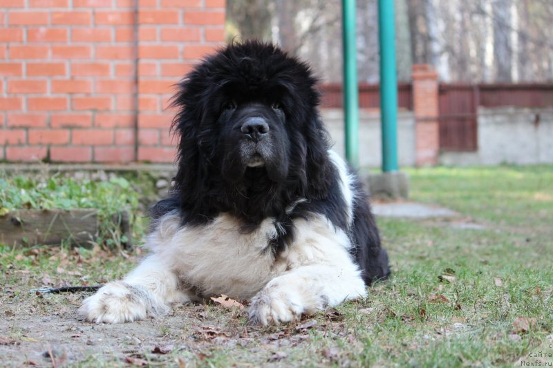 Фотография № 245298