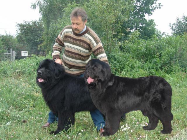 Фото: ньюфаундленд Denver Dan (Денвер Дан)