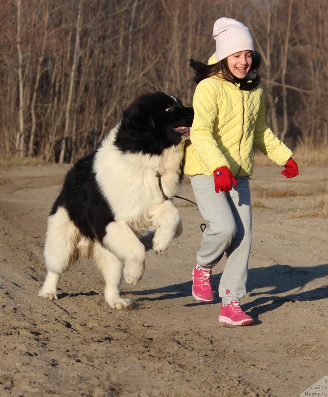 Фото: ньюфаундленд Super premium Вirthday