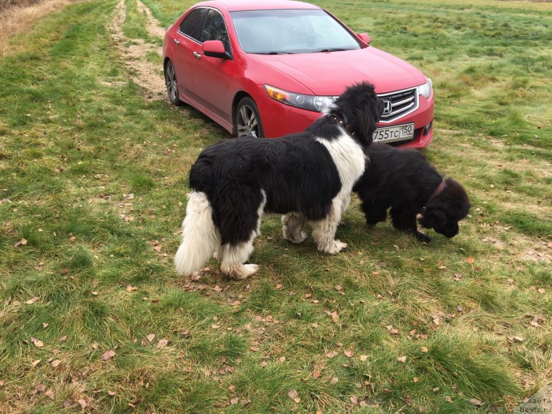 Фото: ньюфаундленд Terra Viktoriya Avangard (Терра Виктория Авангард), ньюфаундленд Toptyijka Diadema iz CHernogo Jemchuga (Топтыжка Диадема из Черного Жемчуга)