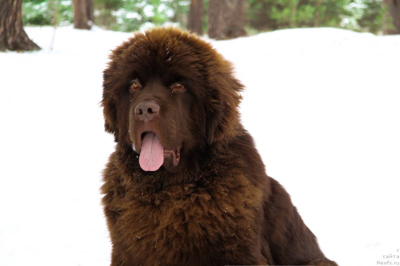 Фото: ньюфаундленд Obush Shed Myod Slashche Yantarya (Обуш Шед Мёд Слаще Янтаря)