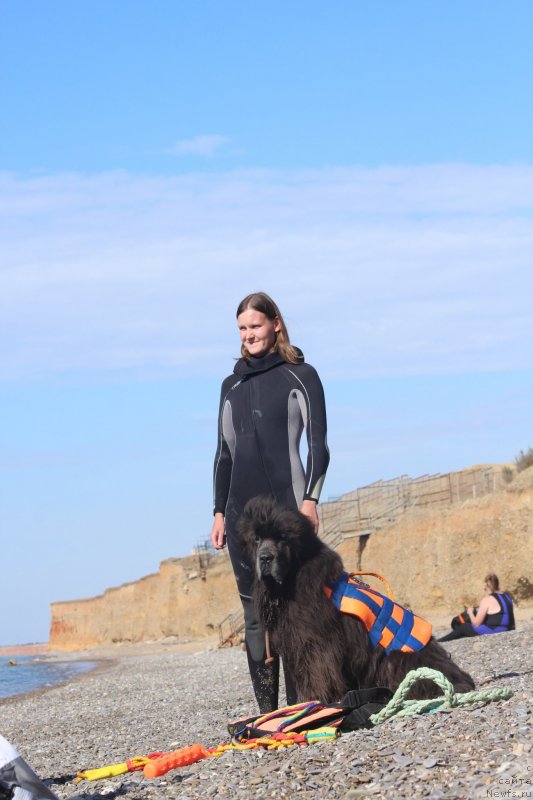 Фото: ньюфаундленд Dyurbahler Klab Al'faretta Vin'etta (Дюрбахлер Клаб Альфаретта Виньетта), Anastasiya Kireeva (Анастасия Киреева)