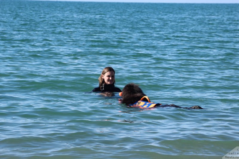 Фото: ньюфаундленд Dyurbahler Klab Al'faretta Vin'etta (Дюрбахлер Клаб Альфаретта Виньетта), Anastasiya Kireeva (Анастасия Киреева)