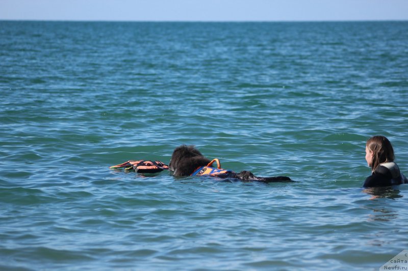 Фото: ньюфаундленд Dyurbahler Klab Al'faretta Vin'etta (Дюрбахлер Клаб Альфаретта Виньетта), Anastasiya Kireeva (Анастасия Киреева)