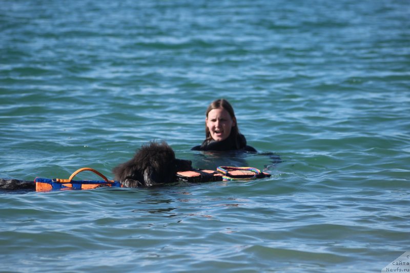 Фото: ньюфаундленд Dyurbahler Klab Al'faretta Vin'etta (Дюрбахлер Клаб Альфаретта Виньетта)