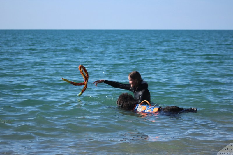 Фото: ньюфаундленд Dyurbahler Klab Al'faretta Vin'etta (Дюрбахлер Клаб Альфаретта Виньетта), Anastasiya Kireeva (Анастасия Киреева)