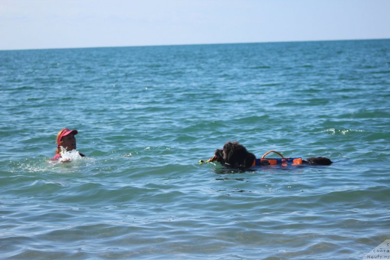 Фото: ньюфаундленд Dyurbahler Klab Al'faretta Vin'etta (Дюрбахлер Клаб Альфаретта Виньетта)