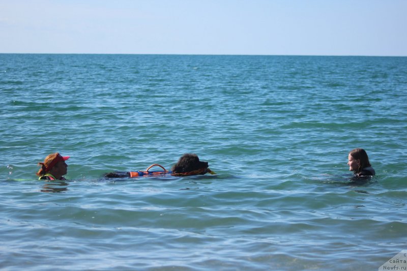 Фото: ньюфаундленд Dyurbahler Klab Al'faretta Vin'etta (Дюрбахлер Клаб Альфаретта Виньетта)