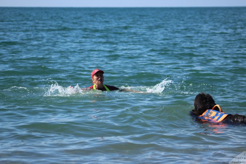 Фото: ньюфаундленд Dyurbahler Klab Al'faretta Vin'etta (Дюрбахлер Клаб Альфаретта Виньетта)