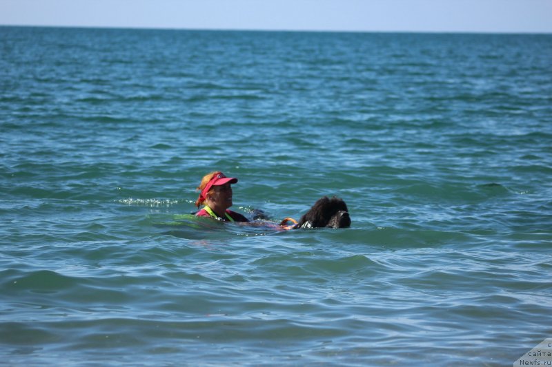 Фото: ньюфаундленд Dyurbahler Klab Al'faretta Vin'etta (Дюрбахлер Клаб Альфаретта Виньетта)