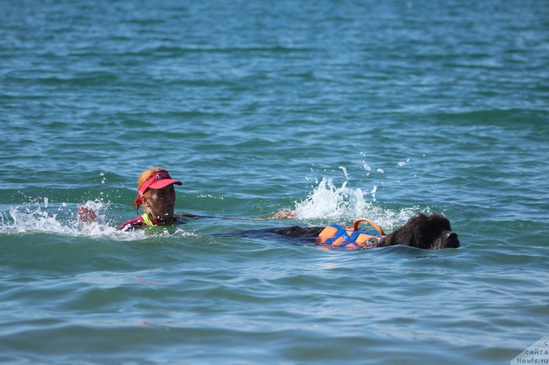 Фото: ньюфаундленд Dyurbahler Klab Al'faretta Vin'etta (Дюрбахлер Клаб Альфаретта Виньетта)