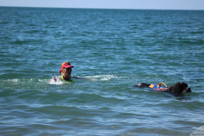 Фото: ньюфаундленд Dyurbahler Klab Al'faretta Vin'etta (Дюрбахлер Клаб Альфаретта Виньетта)