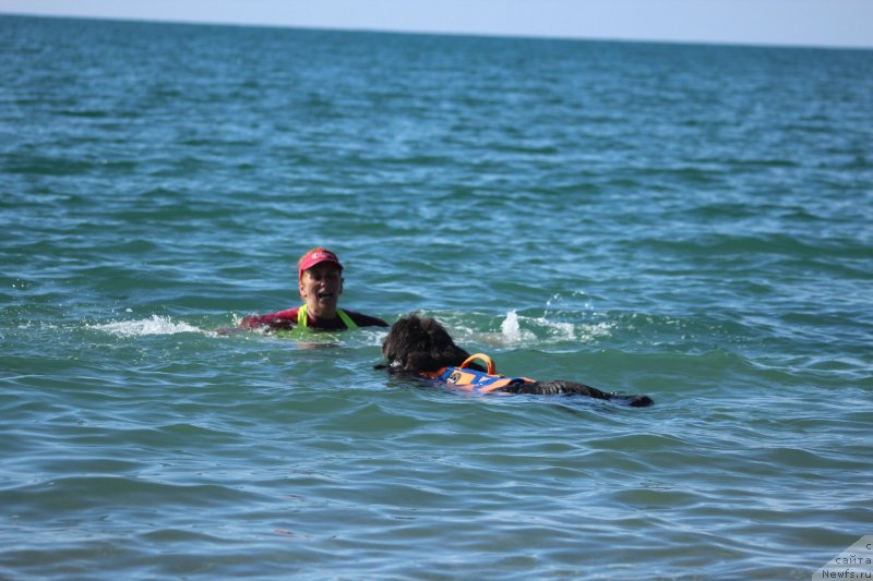 Фото: ньюфаундленд Dyurbahler Klab Al'faretta Vin'etta (Дюрбахлер Клаб Альфаретта Виньетта)