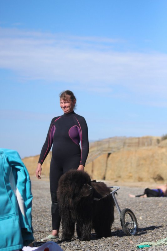 Фото: ньюфаундленд Melty Wave Marine Tifeya (Мелти Вейв Марин Тифея), Anna Petrushkina (Анна Петрушкина)