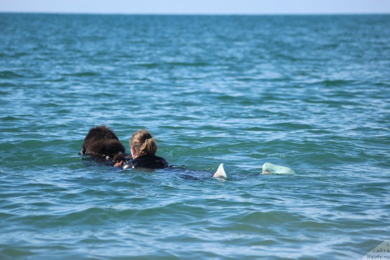 Фото: ньюфаундленд Melty Wave Marine Tifeya (Мелти Вейв Марин Тифея), Anna Petrushkina (Анна Петрушкина)