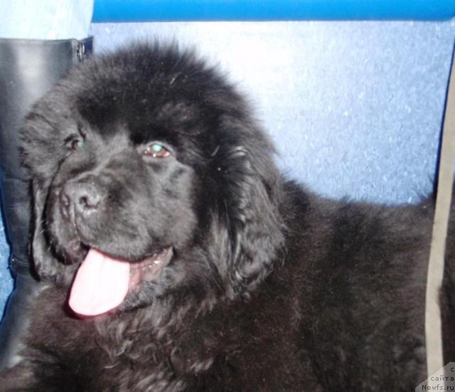 Фото: ньюфаундленд Ih Vyisochestvo Bomond Djasting Timberlyeyk (Их Высочество Бомонд Джастинг Тимберлэйк)