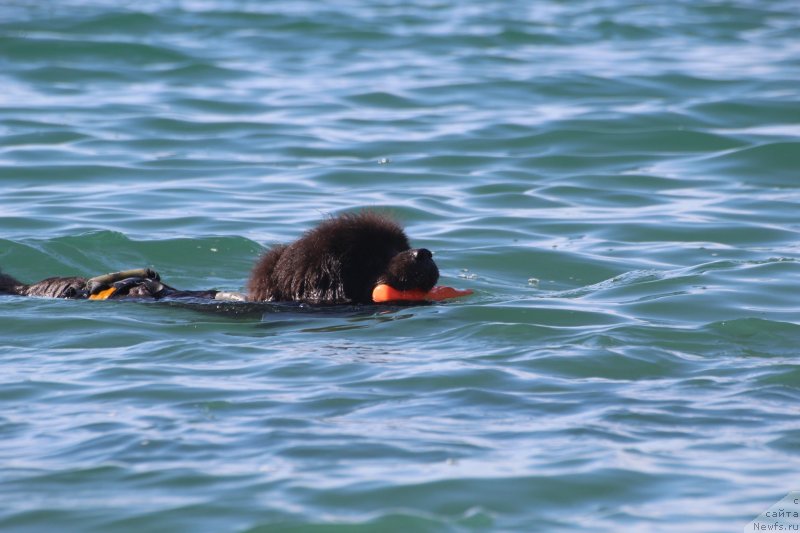 Фото: ньюфаундленд Melty Wave Marine Tifeya (Мелти Вейв Марин Тифея)