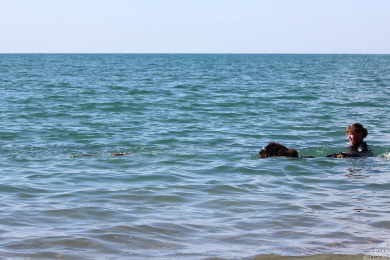 Фото: ньюфаундленд Melty Wave Marine Tifeya (Мелти Вейв Марин Тифея), Anna Petrushkina (Анна Петрушкина)