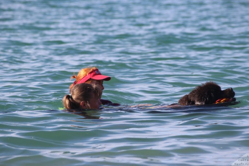 Фото: ньюфаундленд Melty Wave Marine Tifeya (Мелти Вейв Марин Тифея), Anna Petrushkina (Анна Петрушкина)