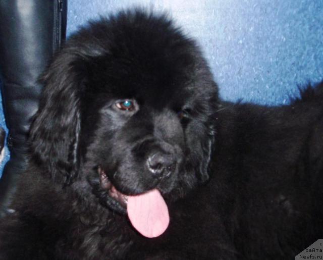 Фото: ньюфаундленд Ih Vyisochestvo Bomond Djasting Timberlyeyk (Их Высочество Бомонд Джастинг Тимберлэйк)