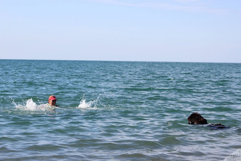 Фото: ньюфаундленд Melty Wave Marine Tifeya (Мелти Вейв Марин Тифея)