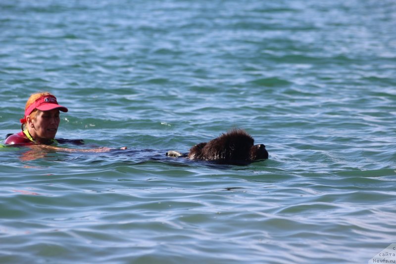 Фото: ньюфаундленд Melty Wave Marine Tifeya (Мелти Вейв Марин Тифея)