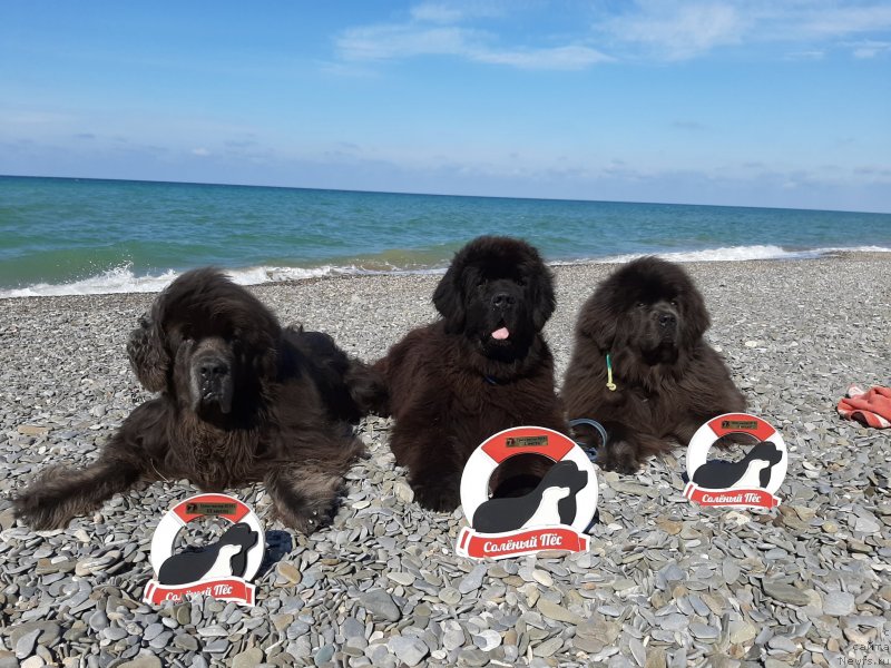 Фото: ньюфаундленд Dyurbahler Klab Al'faretta Vin'etta (Дюрбахлер Клаб Альфаретта Виньетта), ньюфаундленд Smigar Gordon Fellow (Смигар Гордон-Феллоу), ньюфаундленд Melty Wave Marine Tifeya (Мелти Вейв Марин Тифея)