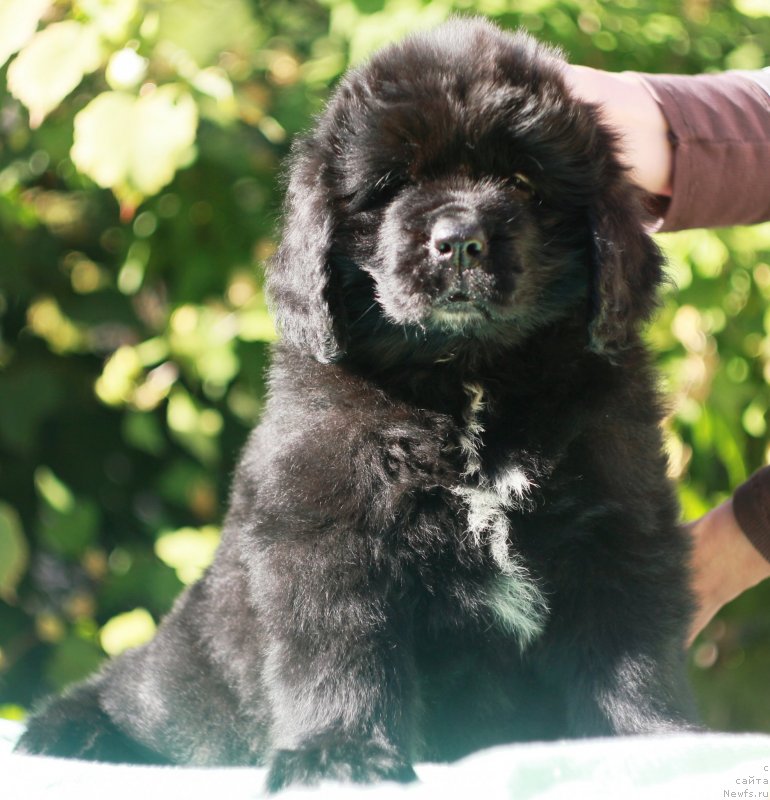 Фото: ньюфаундленд Velyke Malyatko Lyubava Afanas'evna Chernomors'ka
