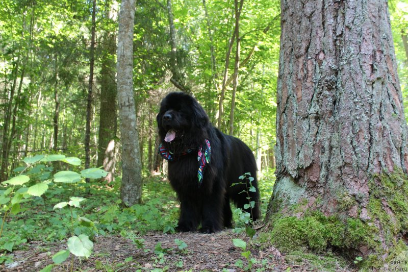 Фото: ньюфаундленд Kozyrniy Tuz s Berega Dona (Козырный Туз с Берега Дона)