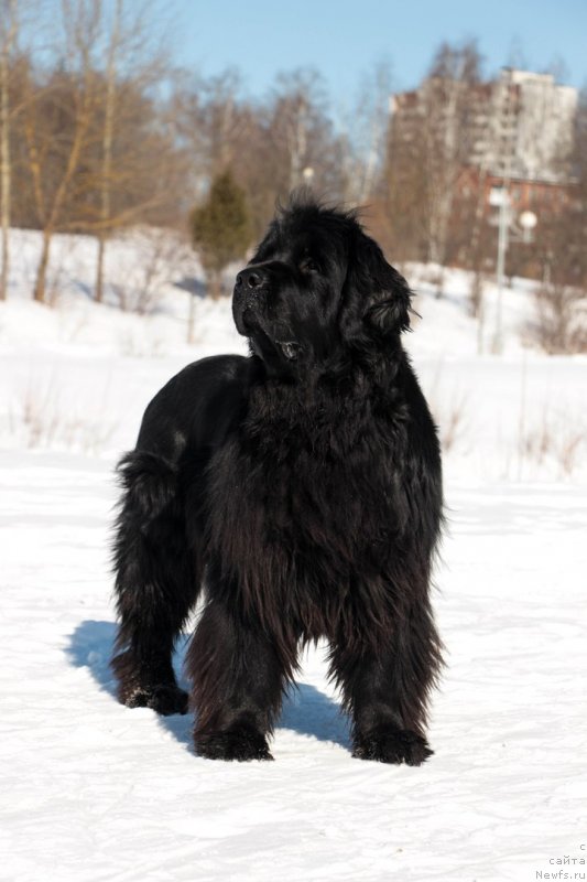 Фото: ньюфаундленд Donats Prayd Byet Midler (Донатс Прайд Бэт Мидлер)