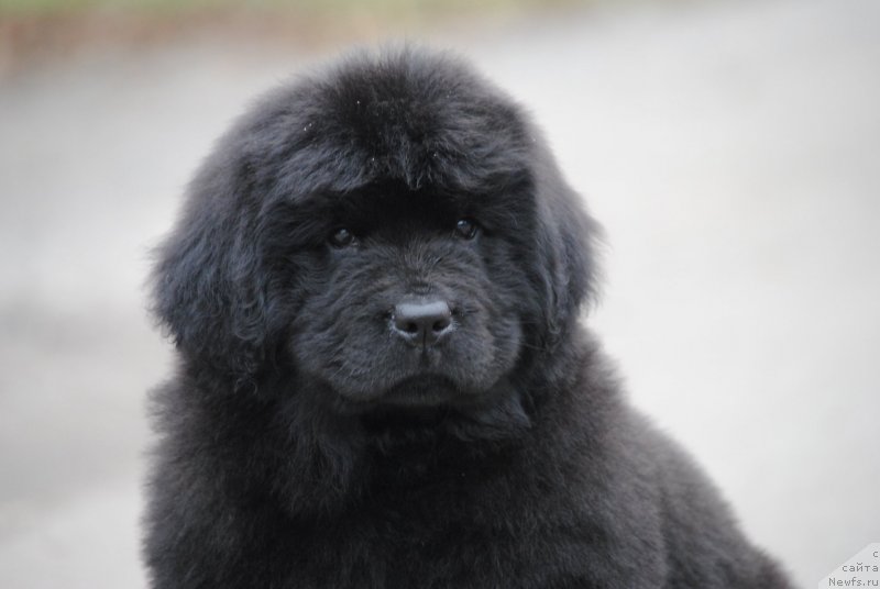 Фото: ньюфаундленд Moya Stihiya Unginita Kal'de (Моя Стихия Унгинита Кальде)