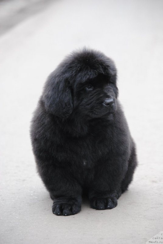 Фото: ньюфаундленд Moya Stihiya Unginita Kal'de (Моя Стихия Унгинита Кальде)