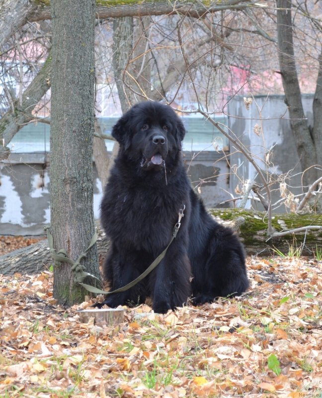 Фото: ньюфаундленд Cherniy Balu Nikifor (Черный Балу Никифор)