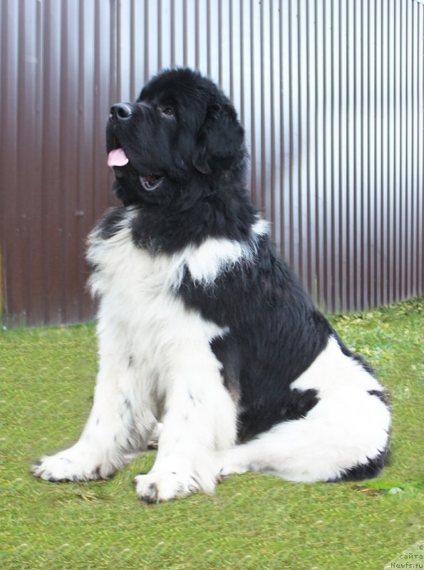 Фото: ньюфаундленд Super Bizon Tagor (Супер Бизон Тагор)