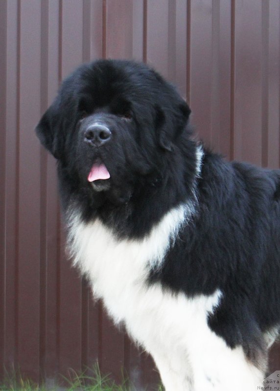 Фото: ньюфаундленд Super Bizon Tagor (Супер Бизон Тагор)