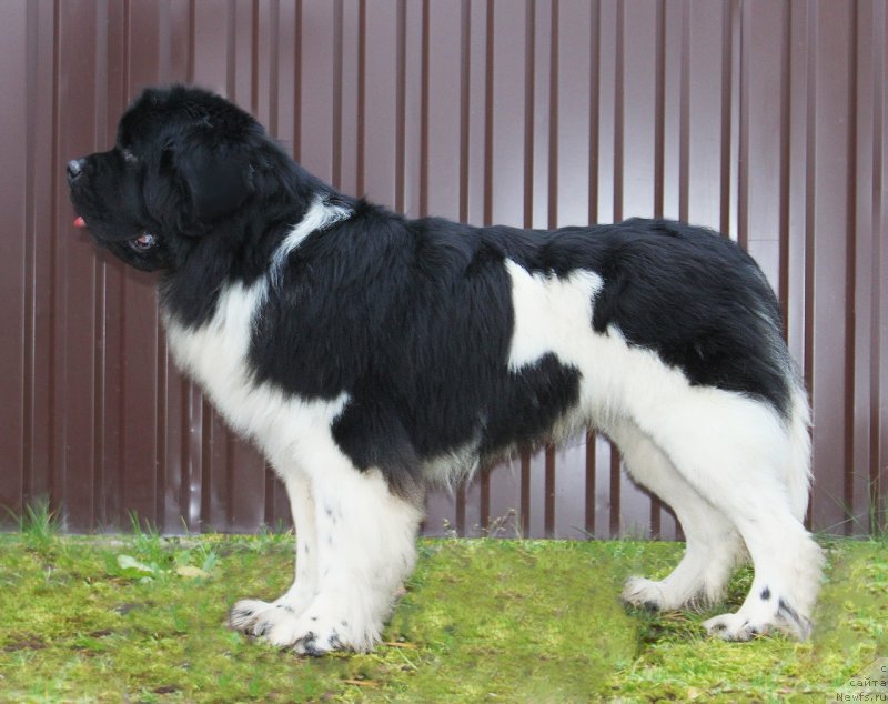 Фото: ньюфаундленд Super Bizon Tagor (Супер Бизон Тагор)