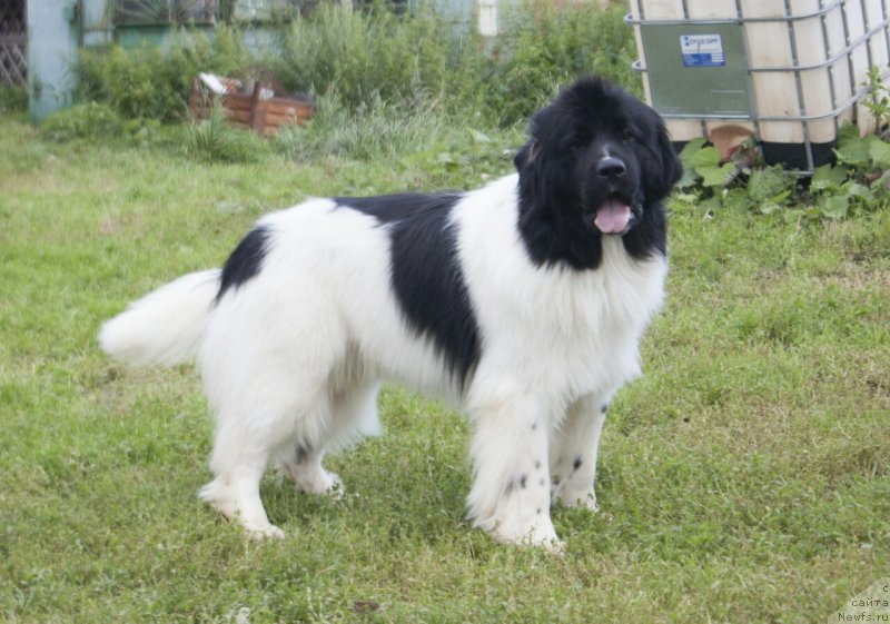 Фото: ньюфаундленд Terra Viktoriya ZZ Top La Grandye (Терра Виктория ЗЗ Топ Ла Грандэ)